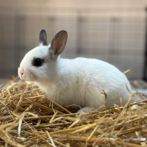 Bunny 3