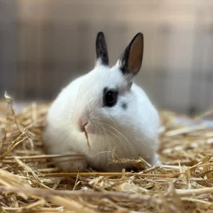 Bunny 5